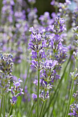 Echter Lavendel (Lavandula angustifolia) '35'