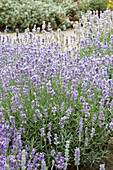 Echter Lavendel (Lavandula angustifolia)'