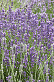 Echter Lavendel (Lavandula angustifolia)'