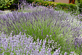 Lavender garden