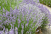 Lavender garden