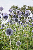 Ruthenische Kugeldistel (Echinops ritro) 'Veitchs Blue'