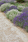 Echter Lavendel (Lavandula angustifolia), Eingrenzung