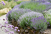 Echter Lavendel (Lavandula angustifolia), Eingrenzung