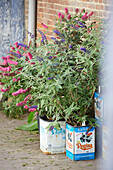 Butterfly bushes in tins