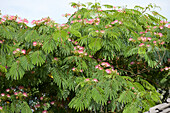 Seidenbaum (Albizia julibrissin)