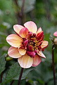 Dahlie (Dahlia) 'Seniors Hope'