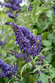 Schmetterlingsflieder (Buddleja davidii) 'Glasnevin-Hybride'