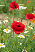 Mohn (Papaver)