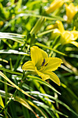 Taglilie (Hemerocallis) 'Green Flutter'