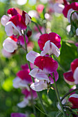 Duftende Platterbse (Lathyrus odoratus) 'Little Red Riding Hood'