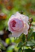 Rose (Rosa) 'Olivia Rose Austin'
