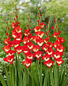 Gladiole (Gladiolus) 'Tickatoo'