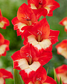 Gladiolus Tickatoo