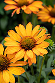 Sonnenhut (Echinacea) 'Prima Saffron'