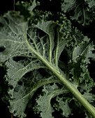 Fresh kale with water drops (Close Up)