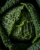 Fresh savoy cabbage with water drops