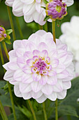 Dahlie (Dahlia) 'Twilight Time'