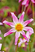 Dahlia Honka Pink