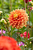 Dahlia Myrthe