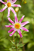 Dahlia Honka Pink