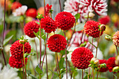 Dahlie (Dahlia) 'Red Cap'