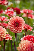 Dahlia Orange Girl