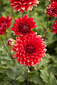 Dahlia Garden Wonder