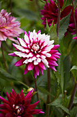 Dahlie (Dahlia) 'Rebecca's World'