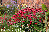 Monarda Gardenview Scarlet