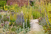 Verbascum lychnitis