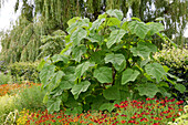 Paulownia tomentosa