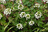 Eichenblättrige Hortensie (Hydrangea quercifolia)
