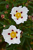 Zistrose (Cistus x dansereaui) 'Jenkyn Place'