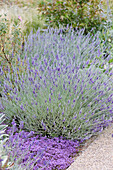 Lavendel (Lavandula)