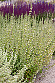 Salbei (Salvia) Randbepflanzung