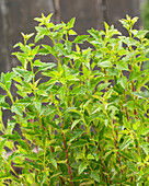 Schneeballblättrige Blasenspiere (Physocarpus opulifolius) 'Little Greeny'