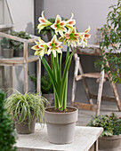 Ritterstern (Hippeastrum) 'Cleopatra'