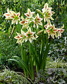 Ritterstern (Hippeastrum) 'Cleopatra'