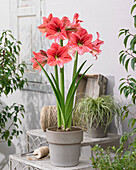 Hippeastrum Pink Panther