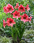 Ritterstern (Hippeastrum) 'Pink Panther'