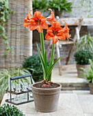 Ritterstern (Hippeastrum) 'Orange Queen'