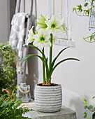 Ritterstern (Hippeastrum) 'Northpole'