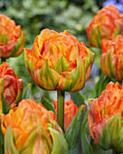 Tulpe (Tulipa) 'Lorenzo'