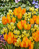 Tulpe (Tulipa) 'Happy Sunshine, Traubenhyazinthe (Narcissus) 'Angel’s Whisper'