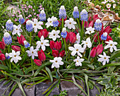 Frühlingsblumenmischung mit Tulpen, Traubenhyazinthen und einblütigem Frühlingsstern