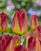 Tulpe (Tulipa) ' Disaronno'