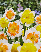 Narzisse (Narcissus) 'Sunset Tropical', 'New Yellow'