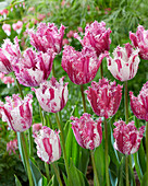 Tulpe (Tulipa) 'Purple Circus'