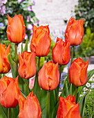 Tulpe (Tulipa) 'Orange Dream'